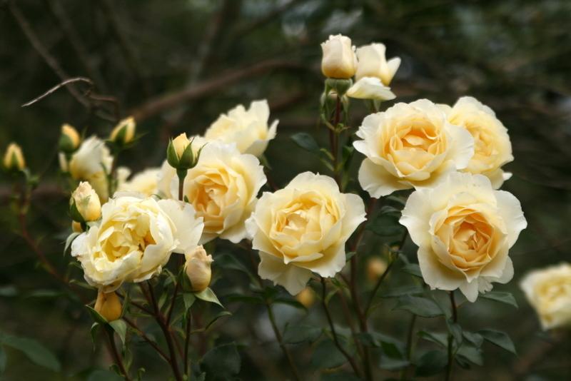 Rose (Rosa 'Irish Hope') in the Roses Database