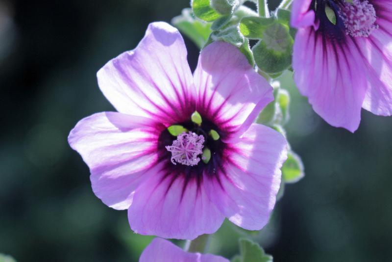 Tree Mallow (Malva arborea)