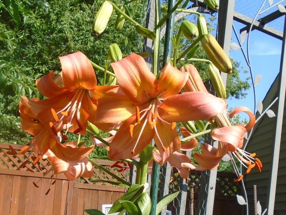 Lily (Lilium 'Salmon Pinwheel') in the Lilies Database