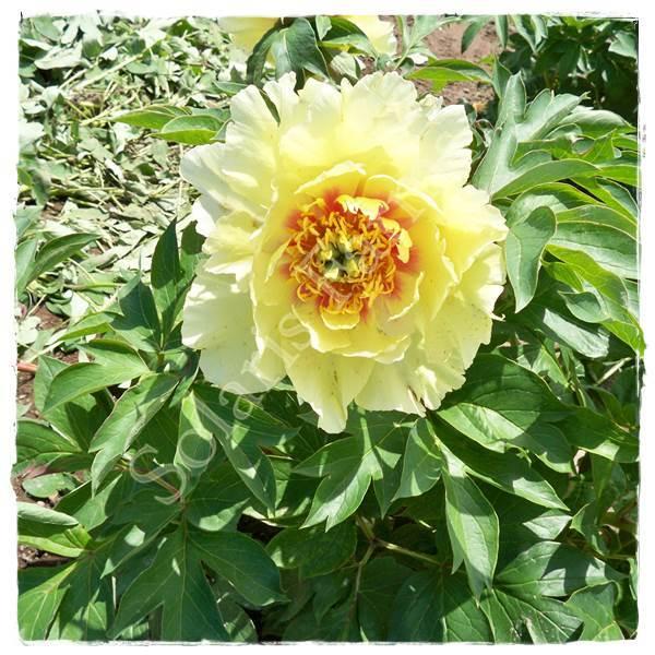 Photo of the bloom of Itoh Peony (Paeonia 'Yellow Crown') posted by