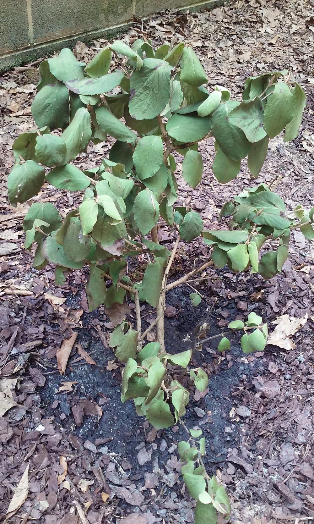 Viburnum Juddii Wilting FastPlease help in the Ask a Question forum
