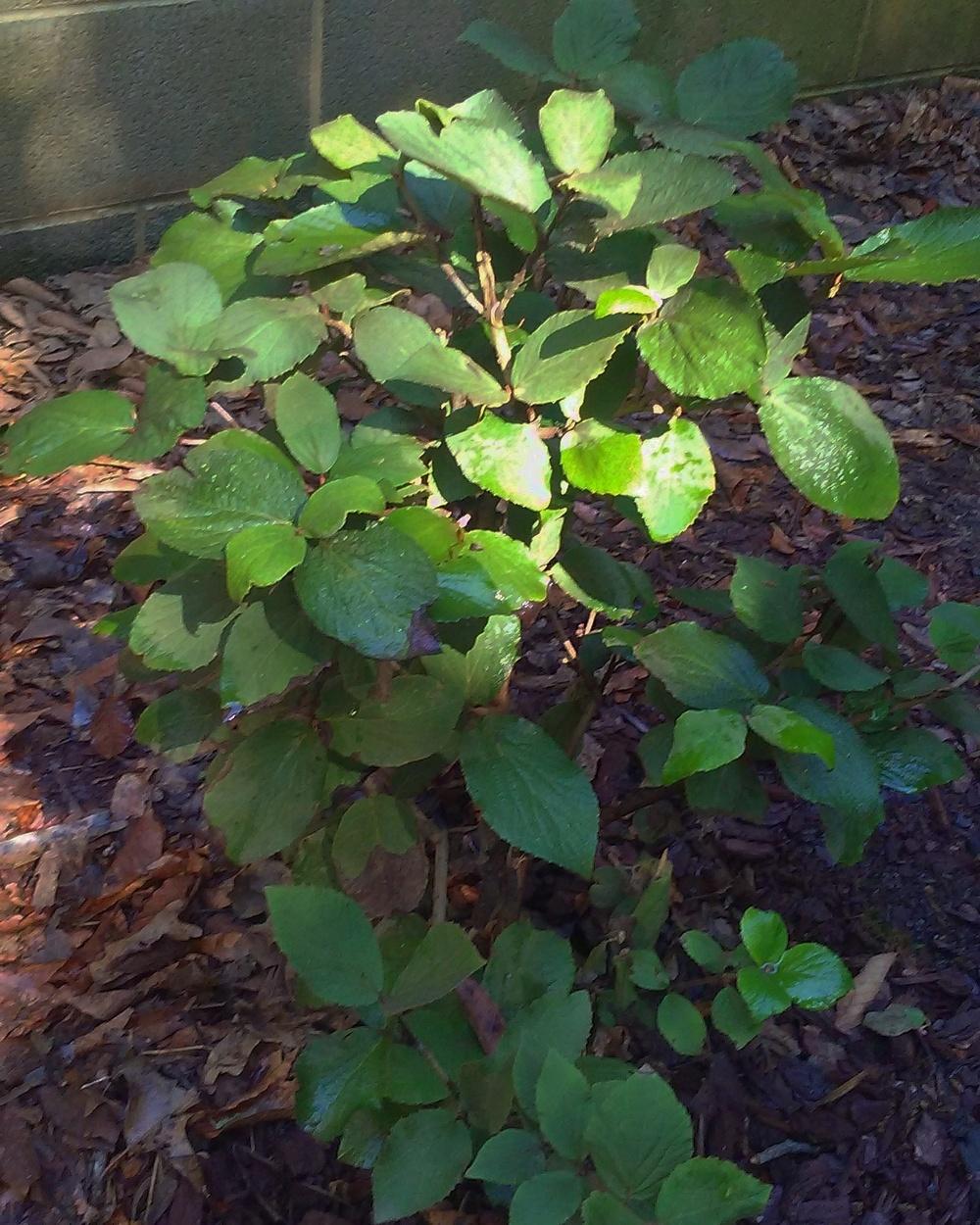 Viburnum Juddii Wilting FastPlease help in the Ask a Question forum