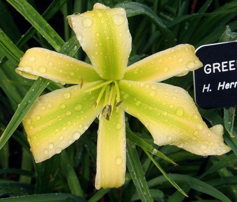 Photo of the bloom of Daylily (Hemerocallis 'Green Ribbons') posted by