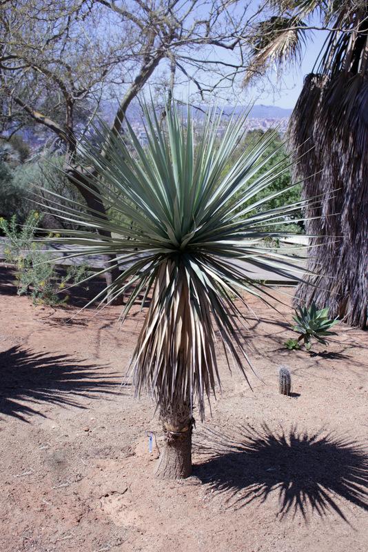 Bear Grass (Nolina beldingii)