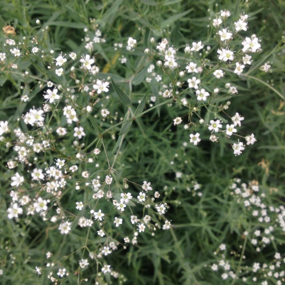 Photo of the bloom of False Baby's Breath (Galium mollugo) posted by