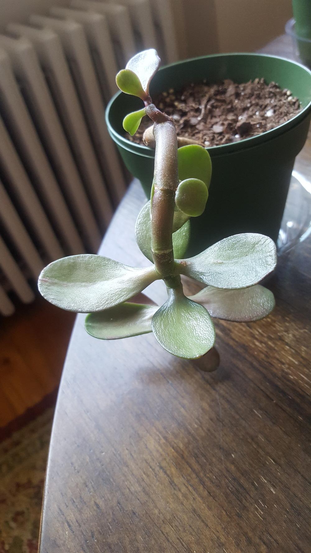 Ask a Question forum What’s wrong with my PROPAGATED JADE