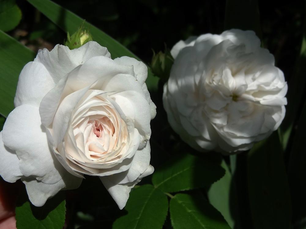 Rose (Rosa 'Madame Zoetmans') in the Roses Database