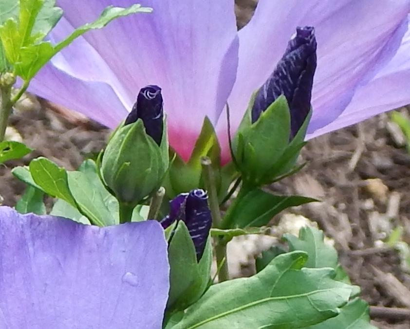 Roses Of Sharon Plant Care and Collection of Varieties