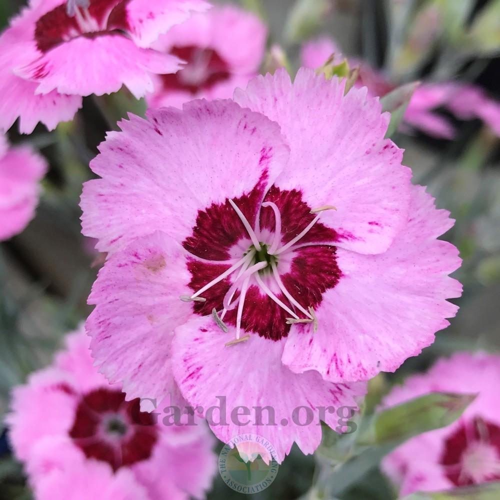 Photo Of The Bloom Of Cottage Pink Dianthus Plumarius Scent From photo-of-the-bloom-of-cottage-pink-dianthus-plumarius-scent-from