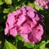 Photo Courtesy of Hydrangeas Plus. Used with Permission