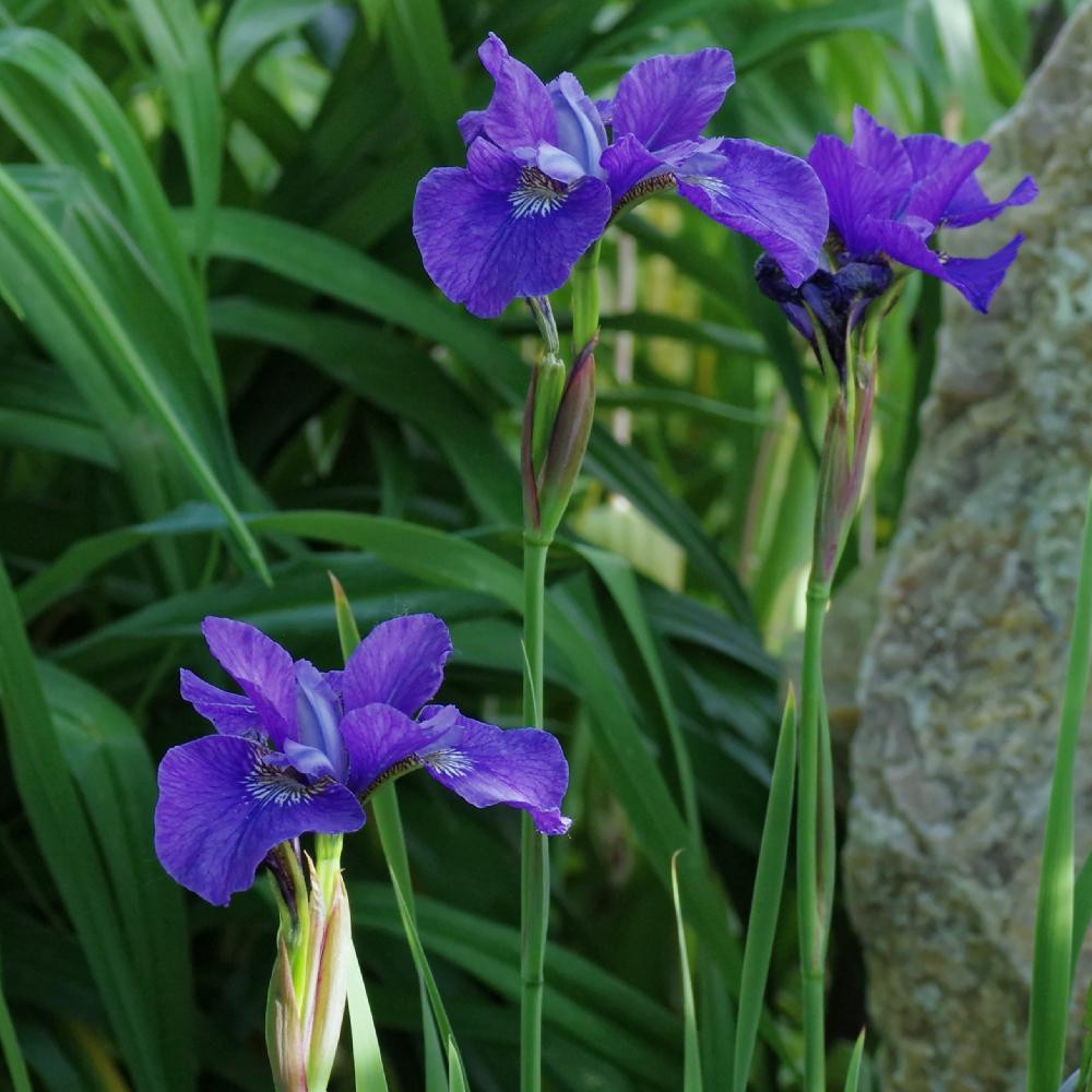Siberian Iris (Iris 'Dewful') in the Irises Database