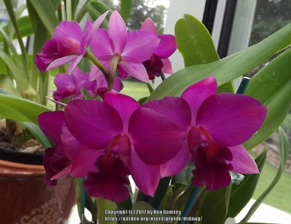 Orchid (Rhyncattleanthe Cape Scarlet Glow)