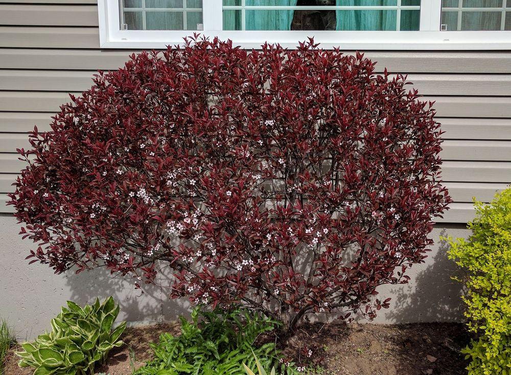 Photo of the entire plant of Purple Leaf Sand Cherry (Prunus x cistena