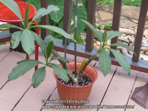 Thumb of 2017-06-19/TennesseeDave/0fd2be
