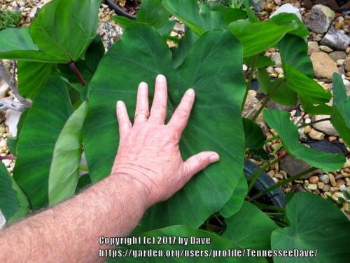 Thumb of 2017-06-19/TennesseeDave/8b57c0