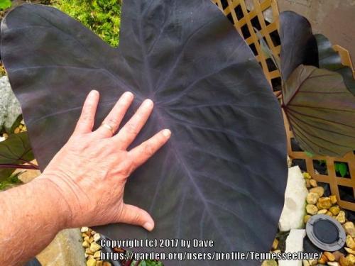 Thumb of 2017-06-19/TennesseeDave/b9e3ea