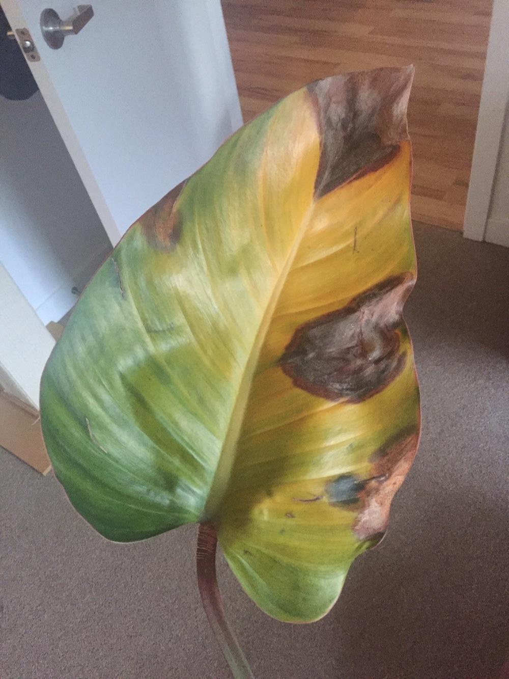 Ask A Question Forum Am I Overwatering My Congo Rojo Philodendron Garden Org