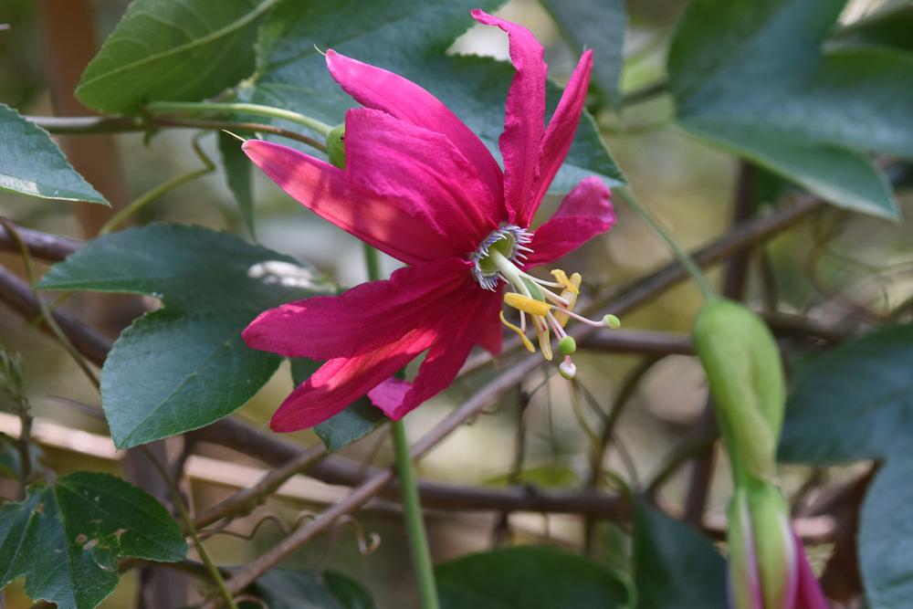 Pink Passionflower Vine (Passiflora jamesonii 'Coral Seas')