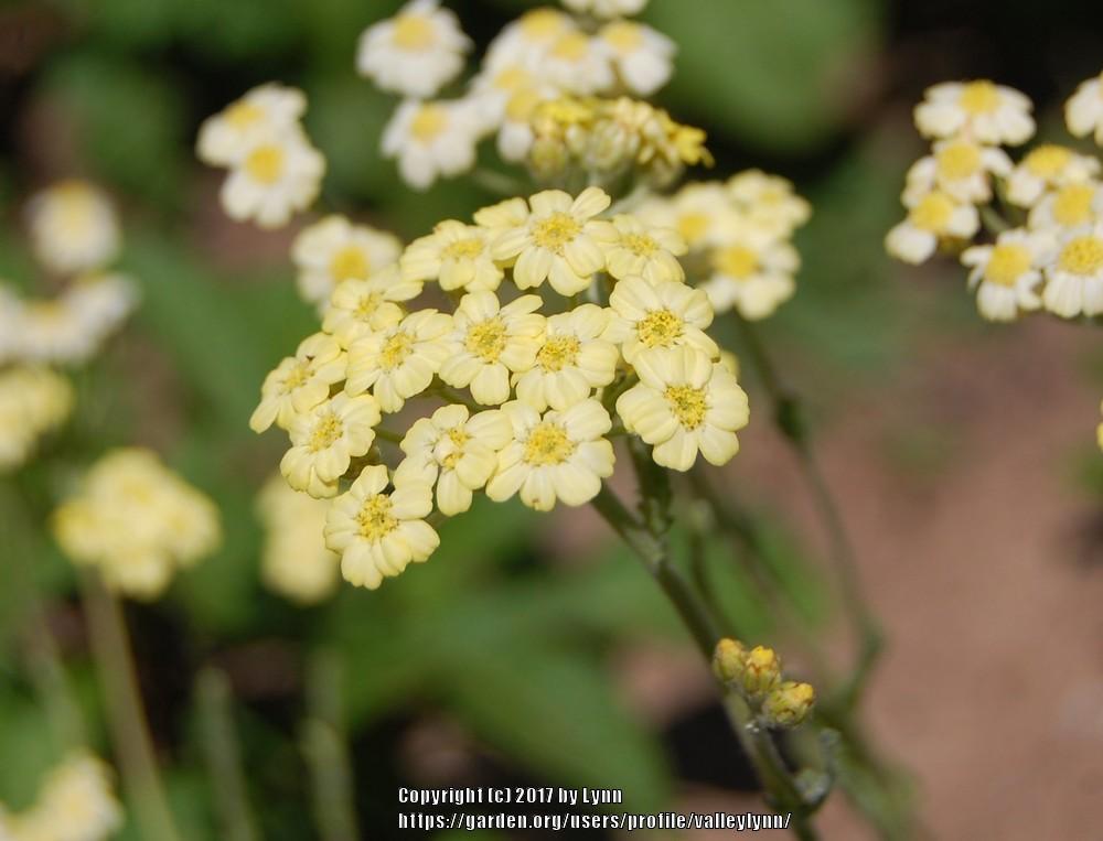 Photo of the bloom of Yarrow (Achillea x lewisii 'King Edward') posted by valleylynn