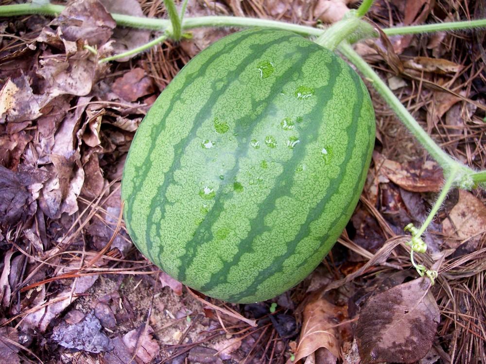 Watermelons Plant Care and Collection of Varieties