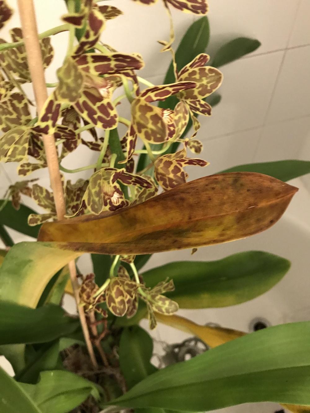 Is our orchid dying? in the Orchids forum