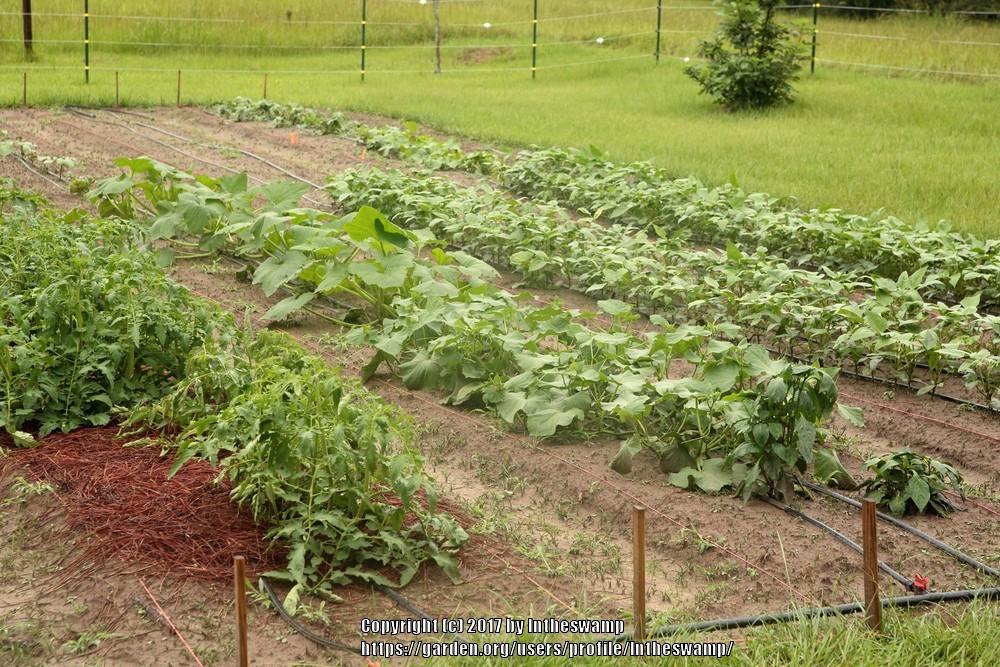 How much alfalfa pellet to give veg plants? in the Ask a Question forum