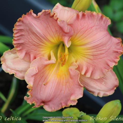 Daylily (Hemerocallis 'Broken Silence') in the Daylilies Database