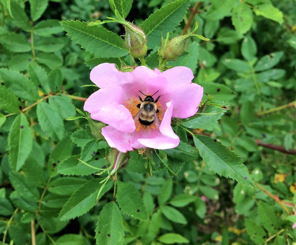Virginia Rose (Rosa virginiana) in the Roses Database