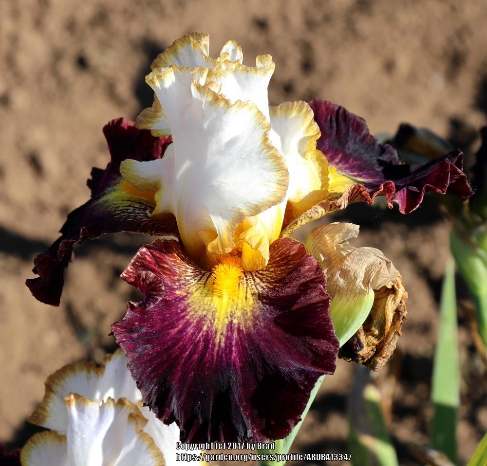 Tall Bearded Iris (Iris 'Edging Around') in the Irises Database