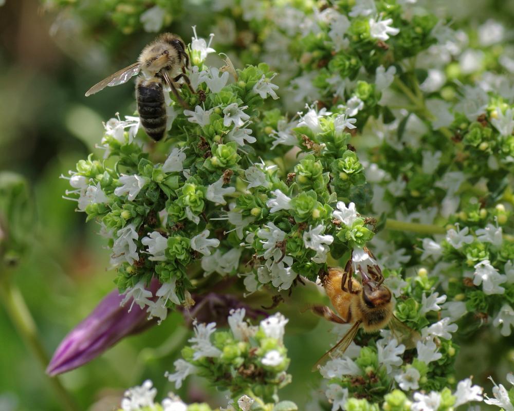 Photo of the bloom of Greek Oregano (Origanum vulgare subsp. hirtum) posted by dirtdorphins