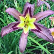 Location: My garden in Warrenville, SCDate: 2017-06-07