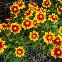 Blanket Flower - Mesa Bright Bicolour
