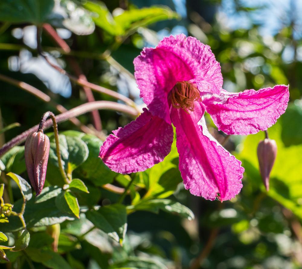 Clematis (Clematis viticella Pink Mink®) in the Clematis Database