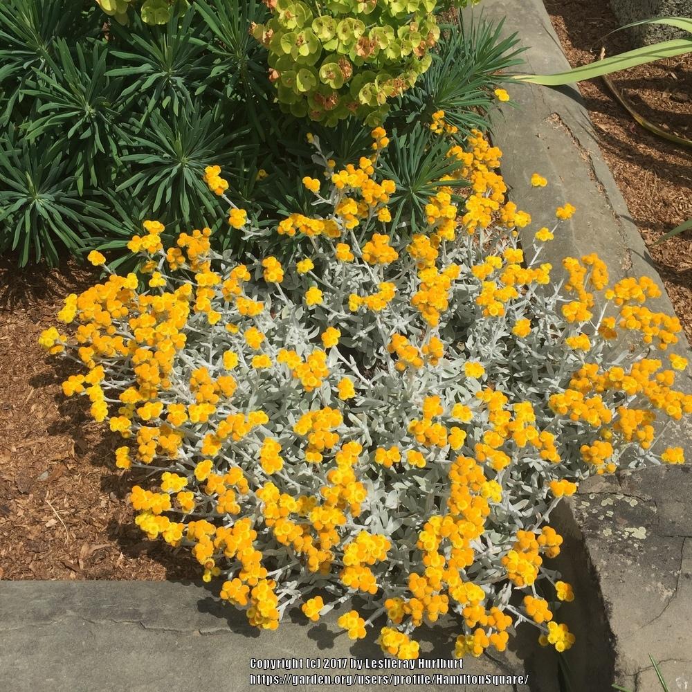 Photo of the entire plant of Common Everlasting (Chrysocephalum