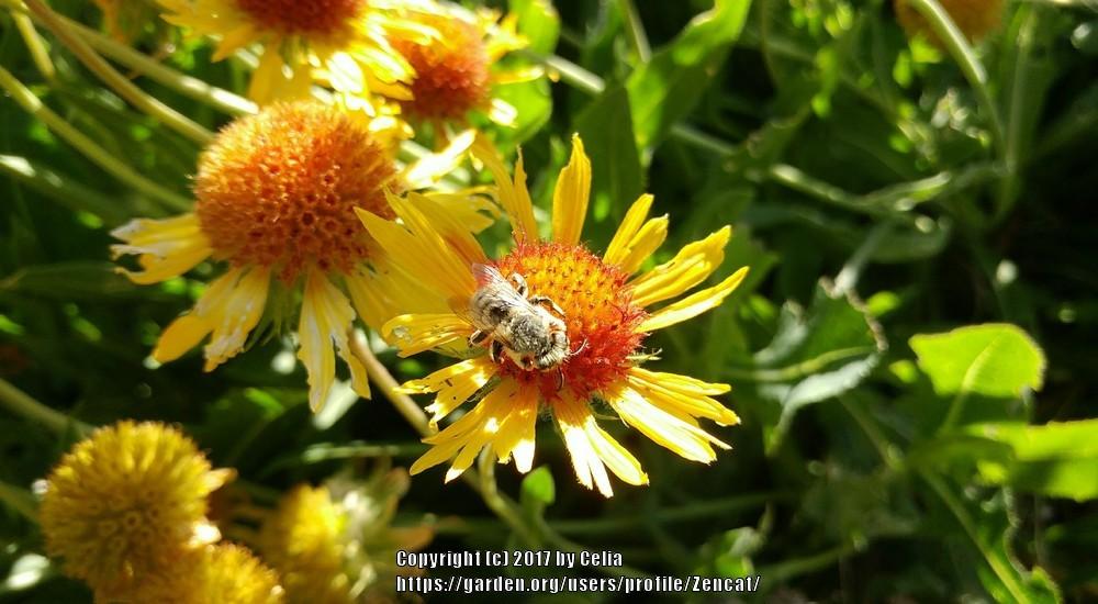 Blanket Flowers Plant Care and Collection of Varieties