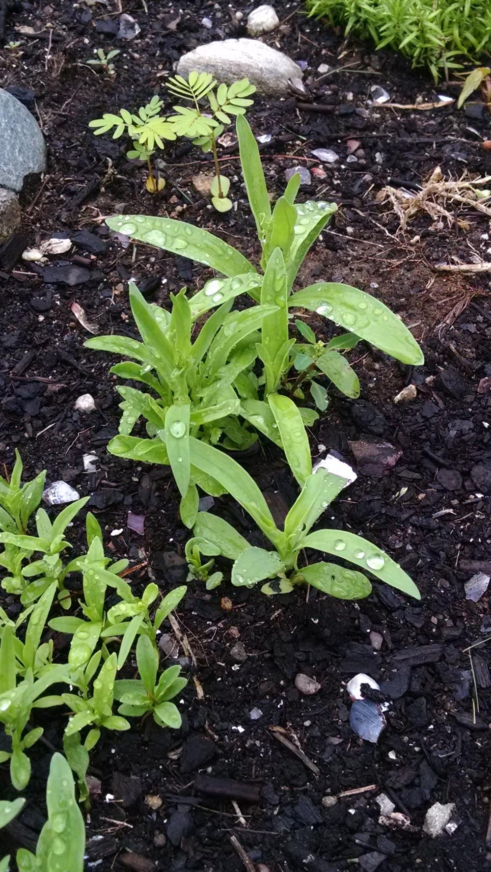 Photo of the seedling or young plant of Baby's Breath (Gypsophila paniculata 'Early Snowball
