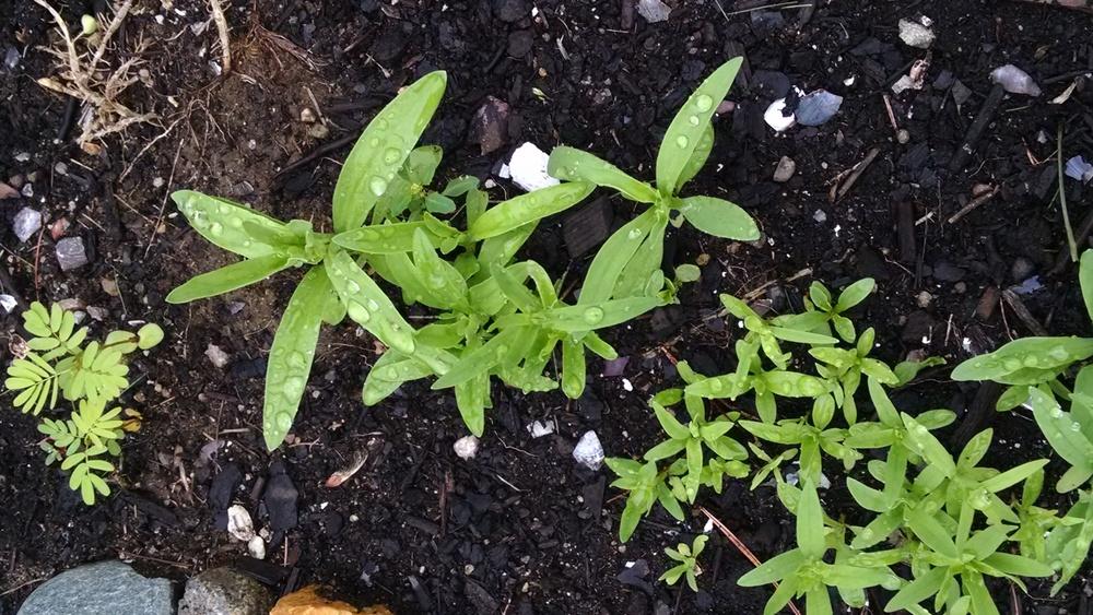 Photo of the seedling or young plant of Baby's Breath (Gypsophila