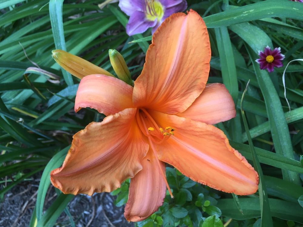 Daylily (Hemerocallis 'Super Coral') in the Daylilies Database