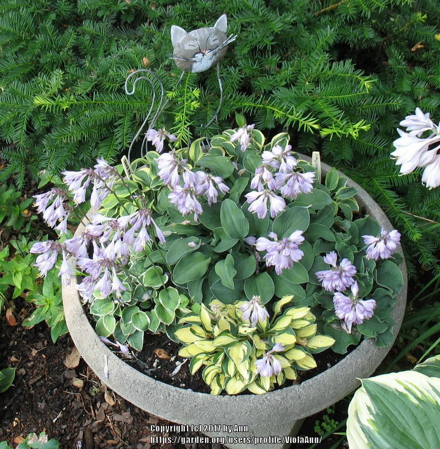 Show Off Your Mini Hosta Containers! in the Hostas forum