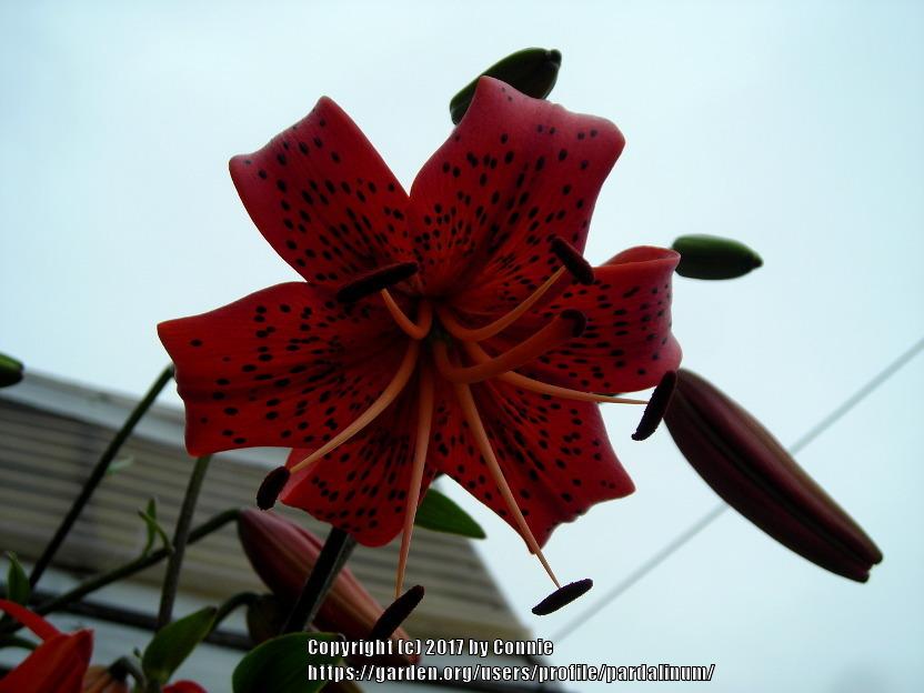 Photo of the stamens, filaments and pistils of Lily (Lilium 'Nutcracker') posted by pardalinum