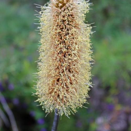 Bottlebrush Grass Tree (Xanthorrhoea macronema)