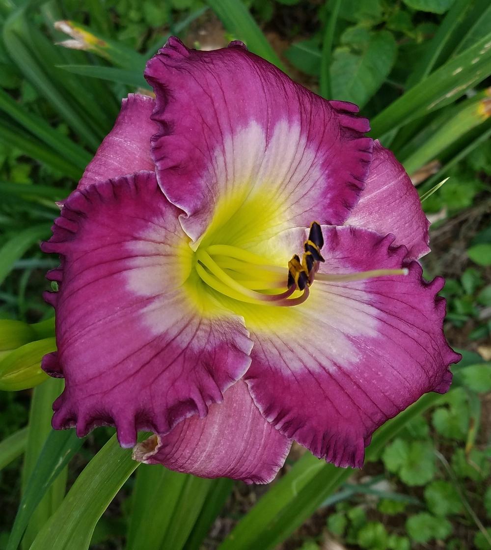 Daylily (Hemerocallis 'Violet Blue Note') in the Daylilies Database