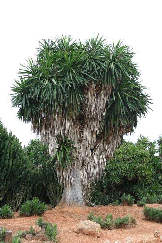 Photo of the entire plant of Spineless Yucca (Yucca gigantea) posted by ...