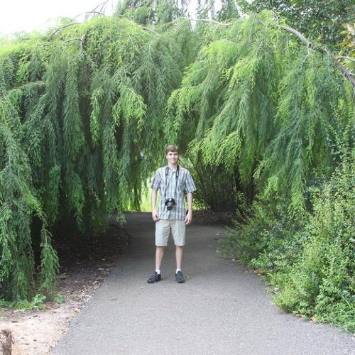 Bald Cypress (Taxodium distichum var. distichum 'Cascade Falls