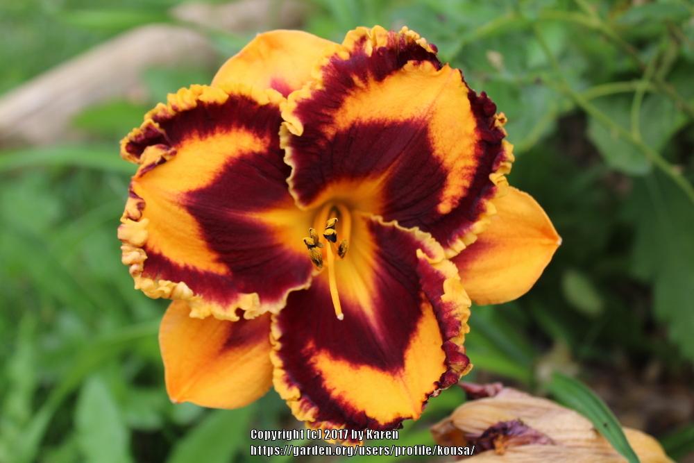 Photo of the bloom of Daylily (Hemerocallis 'Incandescent') posted by