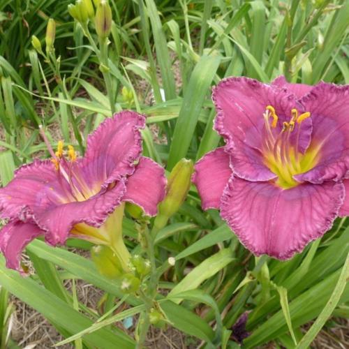Daylily (Hemerocallis 'Grape Pearls') in the Daylilies Database ...
