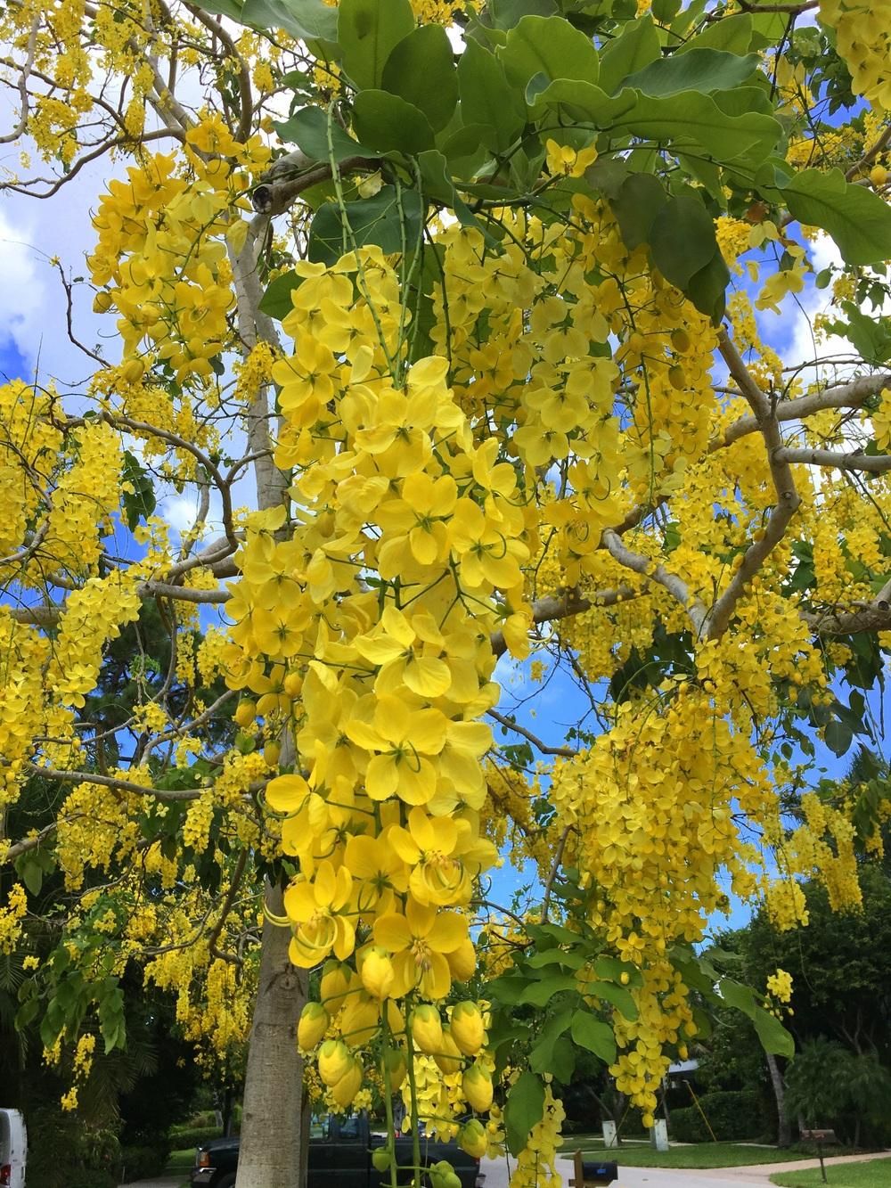 Photo of the bloom of Golden Shower Tree (Cassia fistula) posted by