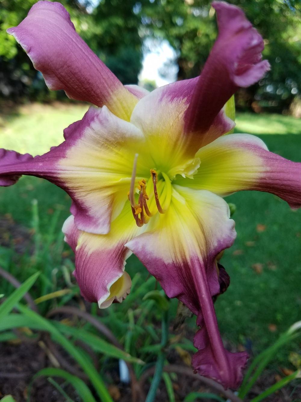 Daylily (Hemerocallis 'Kiss') in the Daylilies Database - Garden.org
