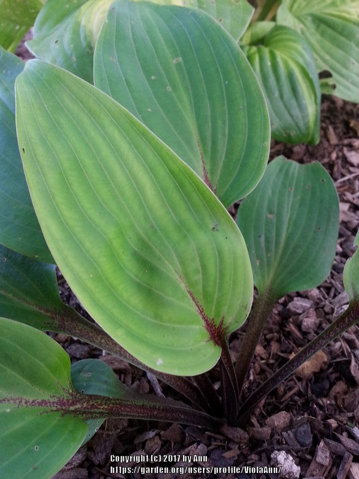 Is this Hosta Virus X? Or iron deficiency? in the Hostas forum