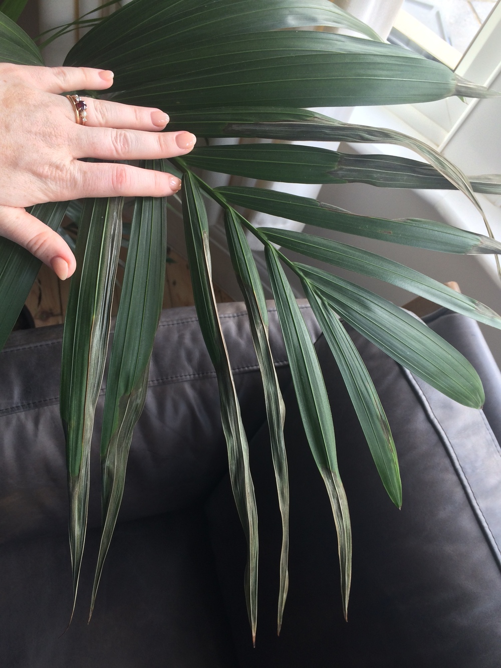 Ask A Question Forum Areca Palm Black Dry Tips Garden Org
